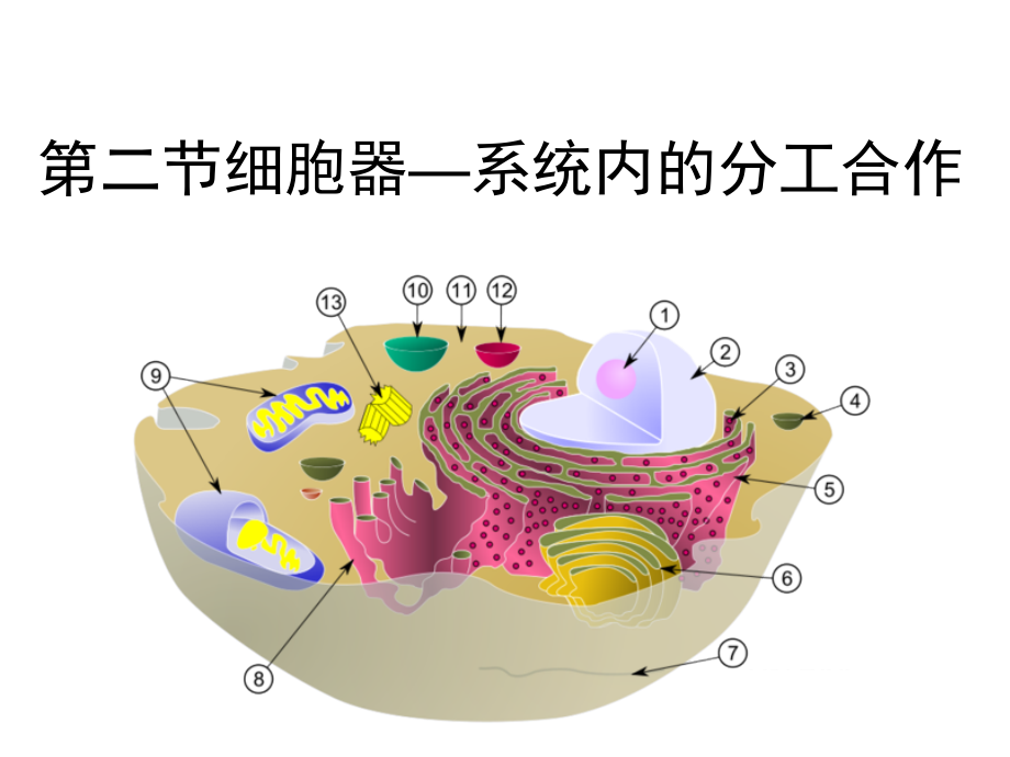 《细胞器——系统内的分工合作》(共48张PPT).ppt_第1页