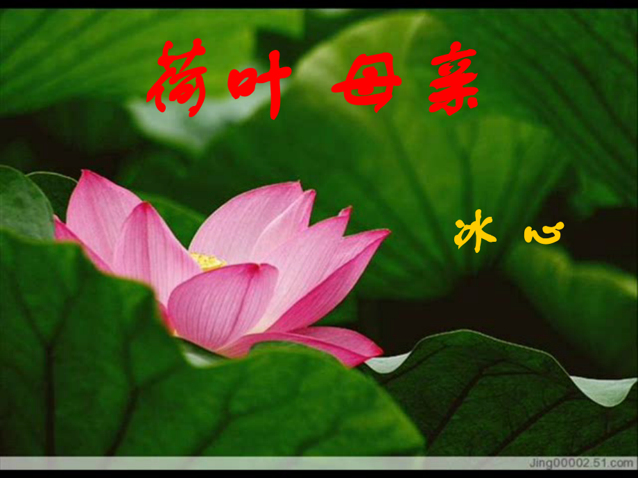 荷叶母亲.ppt_第1页