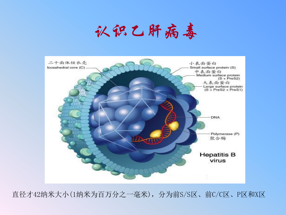 乙型肝炎母婴阻断基础知识.ppt_第2页