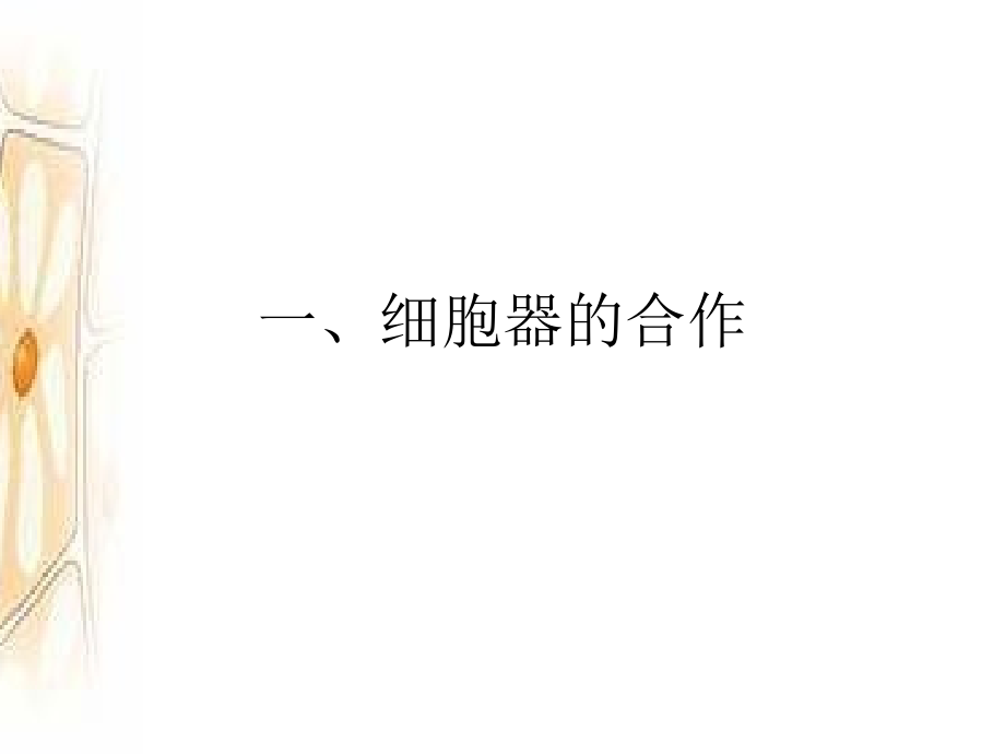 细胞器的合作和细胞核.ppt_第2页