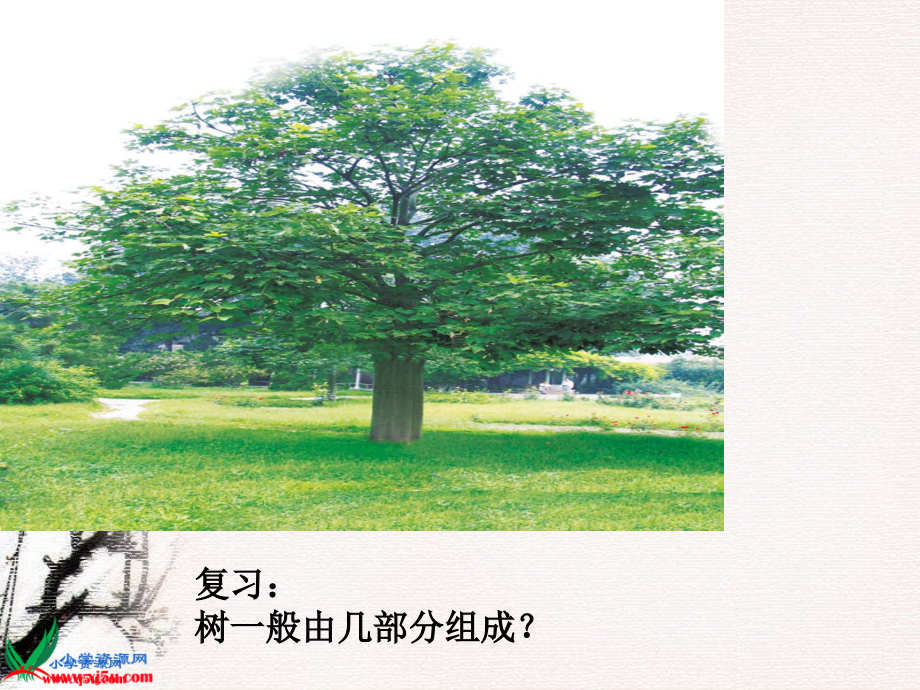 校园的树木.ppt_第2页