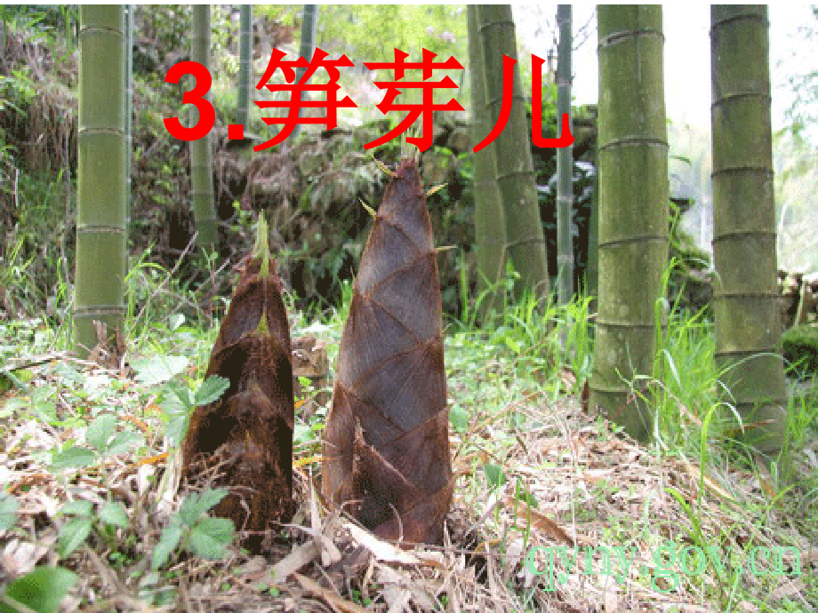 笋芽儿PPT课件.ppt_第1页