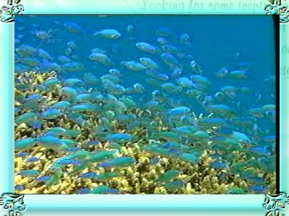 海底世界.ppt_第1页