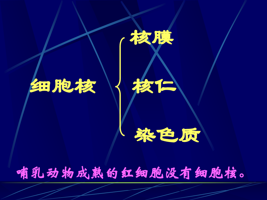 细胞核结构和功能.ppt_第2页