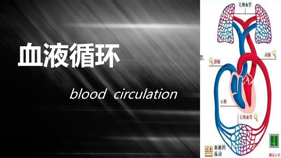生理---血液循环.ppt_第1页