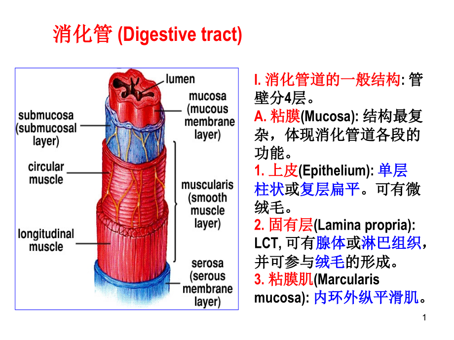 K消化管2.ppt_第1页