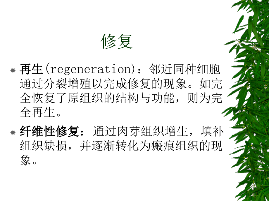 损伤的修复.ppt_第2页