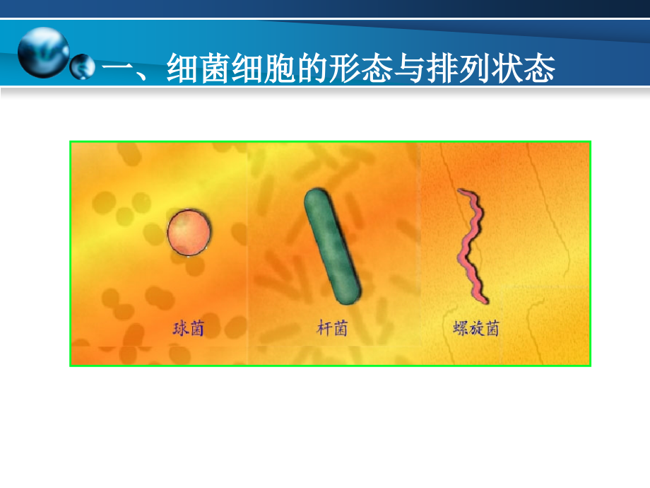 染色与细菌细胞形态-细菌基本结构与功能..ppt_第2页