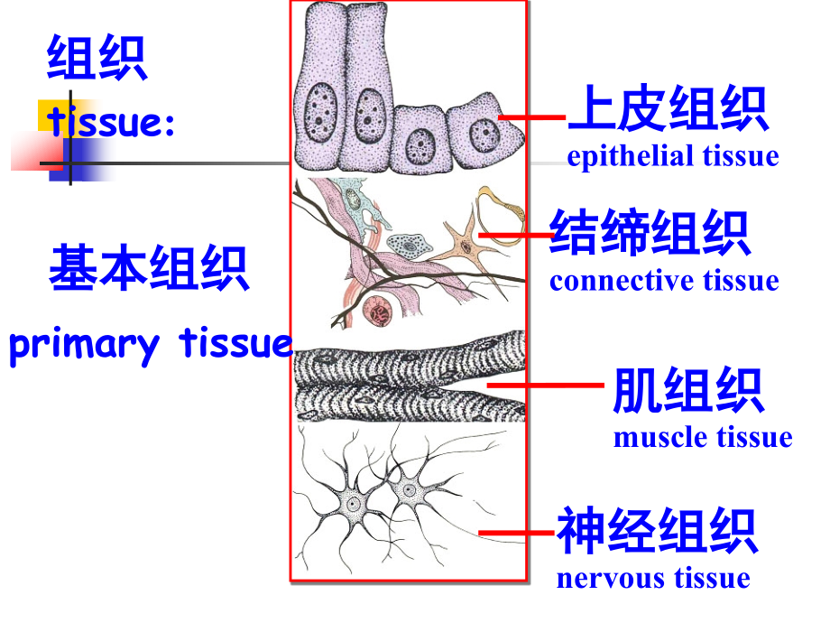 绪论和细胞.ppt_第2页