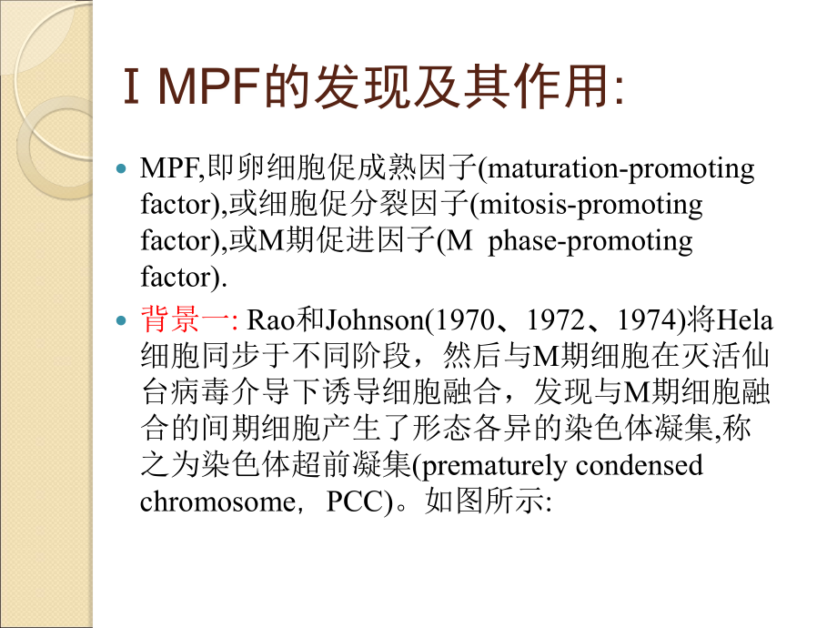 细胞周期调控.ppt_第2页