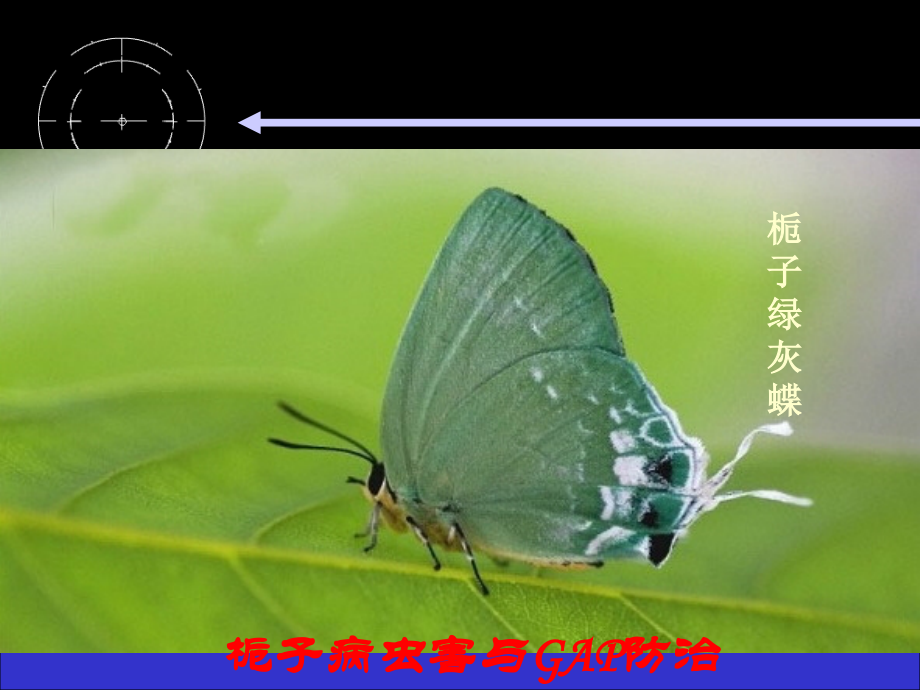 栀子病虫害与防治.ppt_第2页