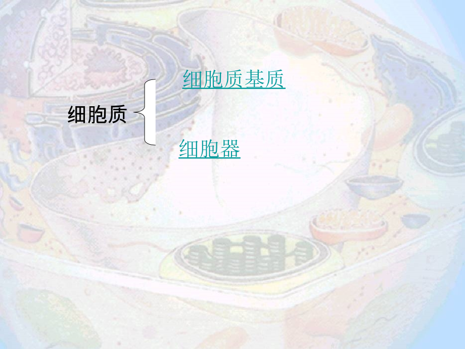 细胞质内部结构.ppt_第2页