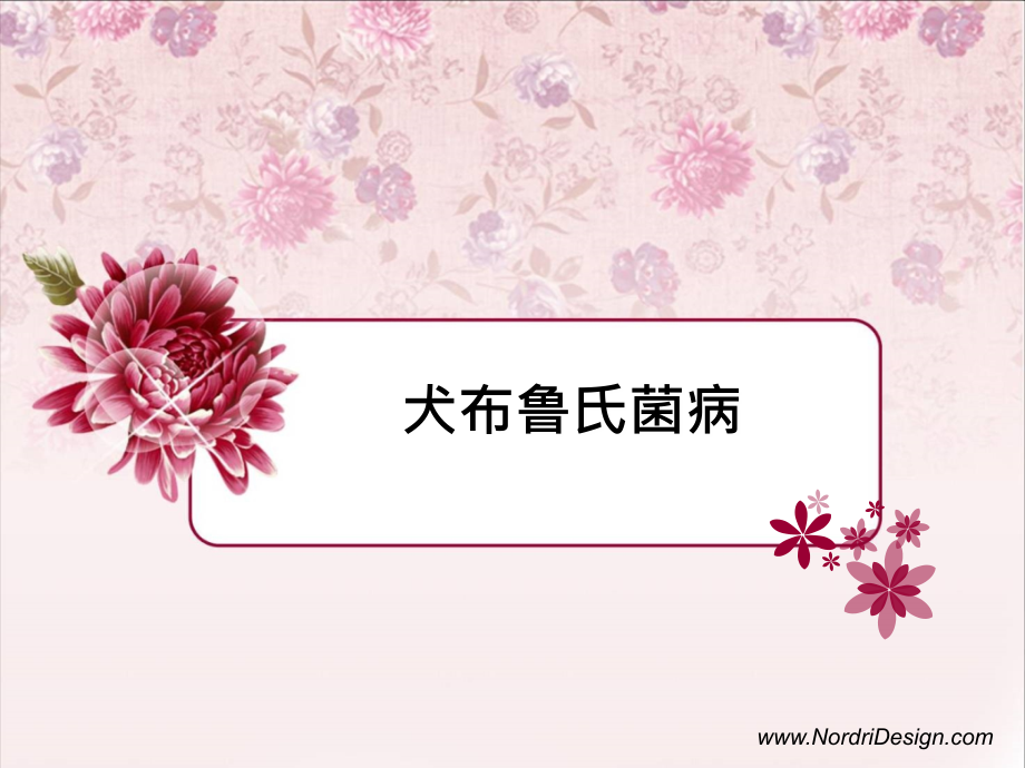 犬布鲁氏菌病全解.ppt_第1页