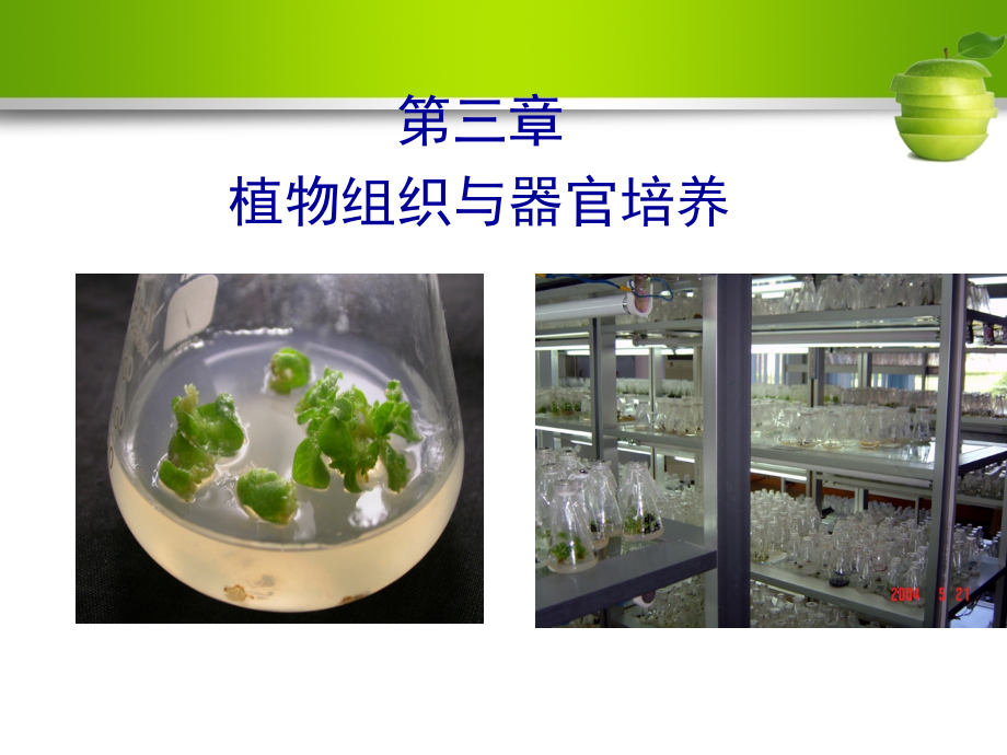 植物组织与细胞培养.ppt_第1页