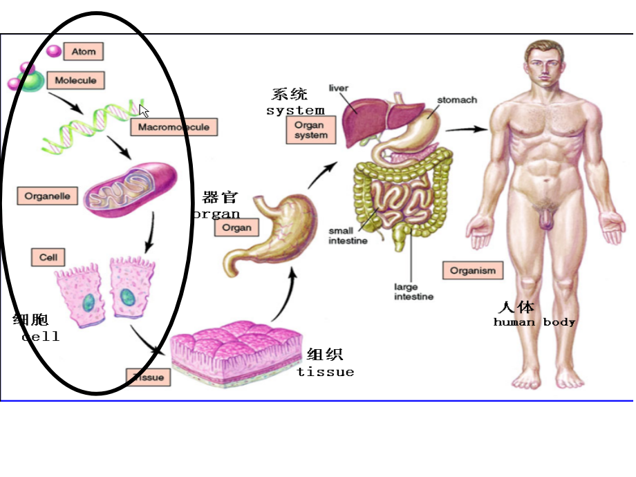 细胞和细胞间质ppt.ppt_第1页
