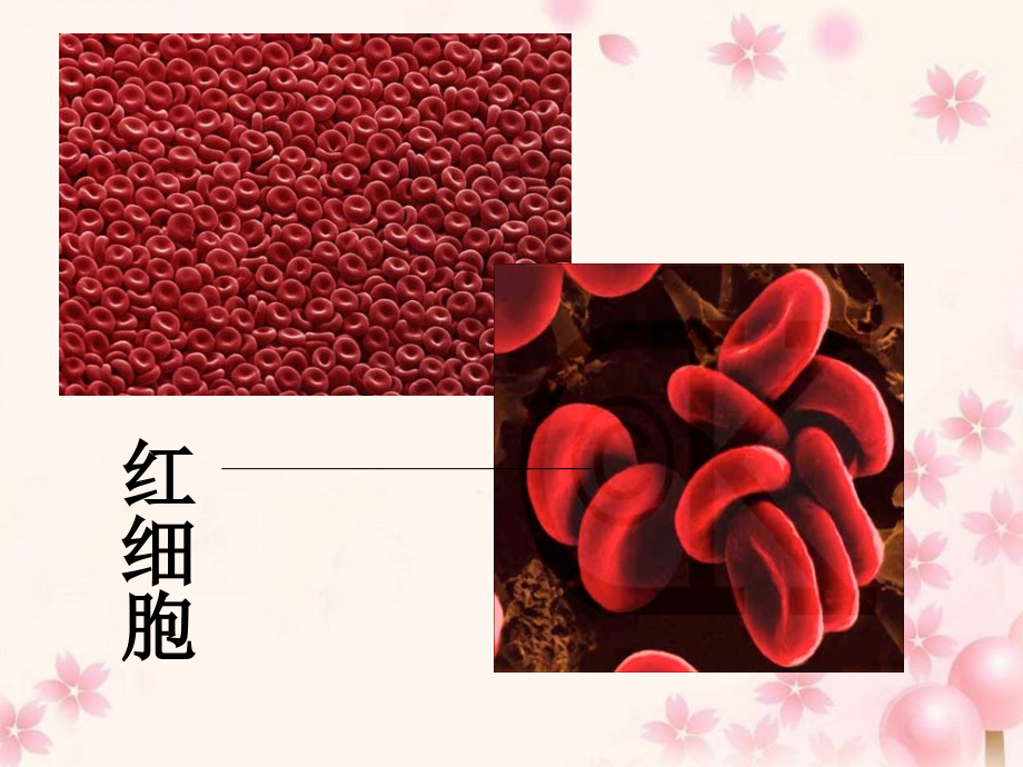 一章-第2节-细胞的多样性和统一性.ppt_第2页