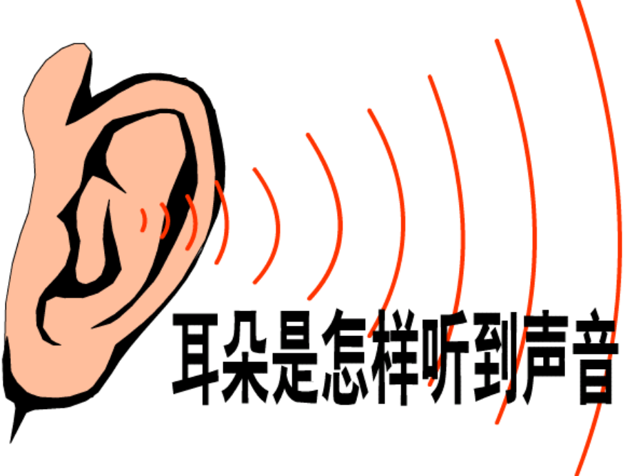 【新教材】2.3《耳和听觉》(正式上课用).ppt_第2页