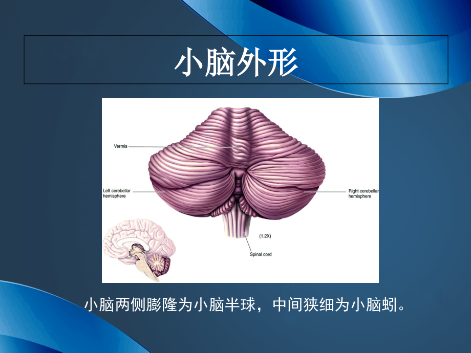 急性小脑炎2浅论.ppt_第2页
