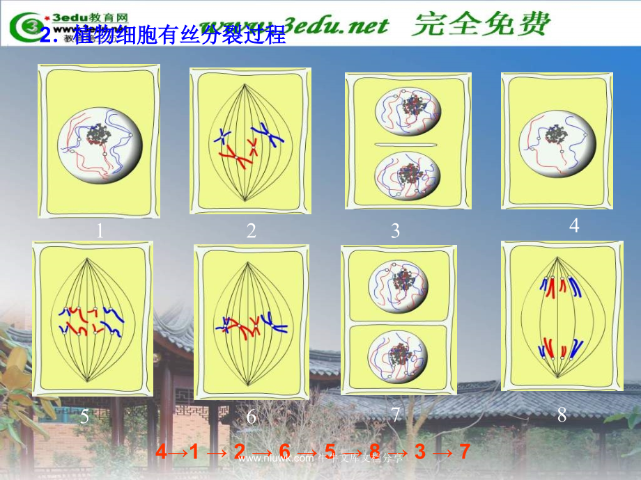 细胞的增殖和分化.pptx_第2页