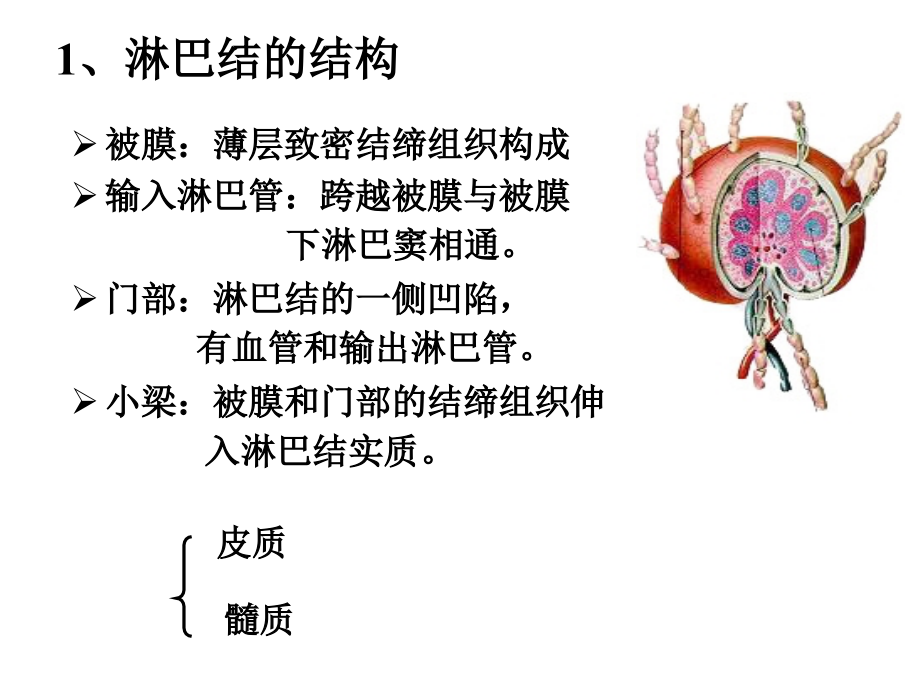 二、淋巴结的结构.ppt_第1页