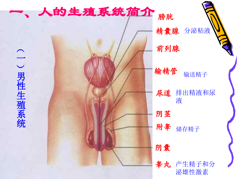 人的消化系统.ppt_第2页