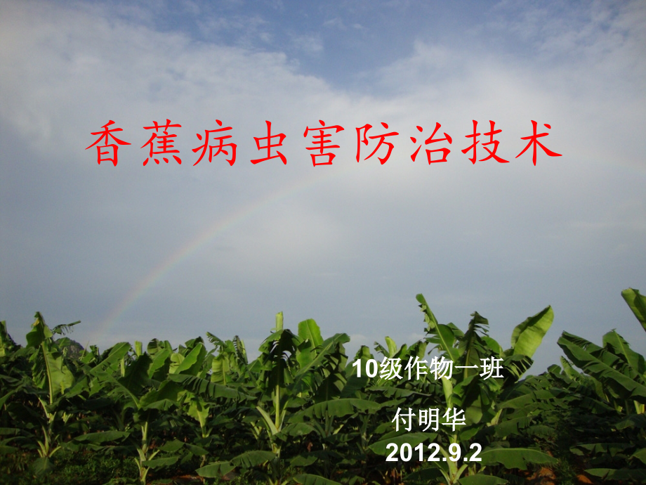 香蕉病虫害防治技术.ppt_第1页