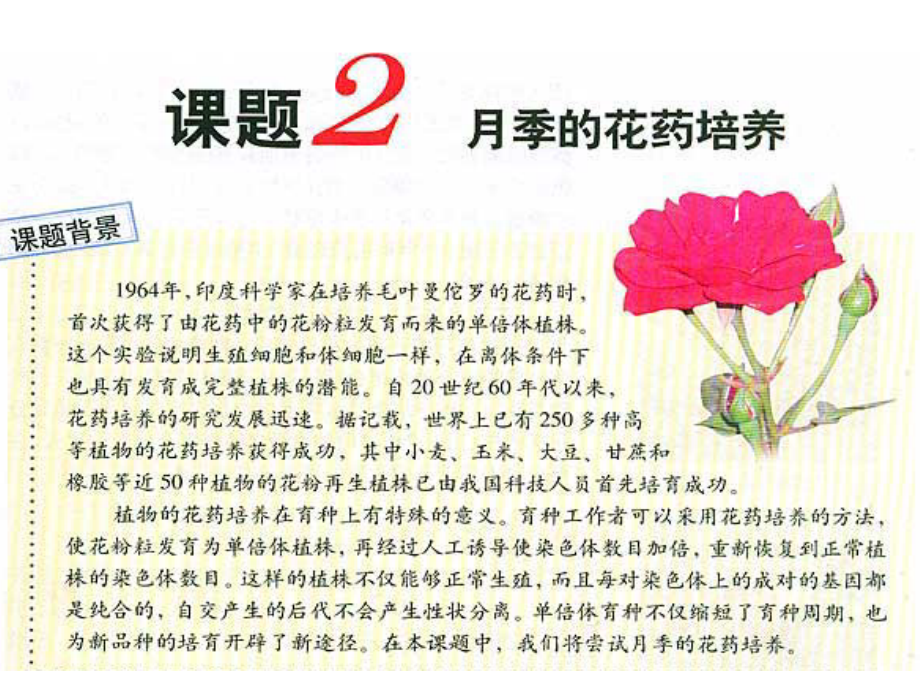 《月季的花药培养》zjc资料.ppt_第1页