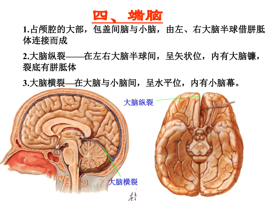 中枢神经-端脑.ppt_第1页