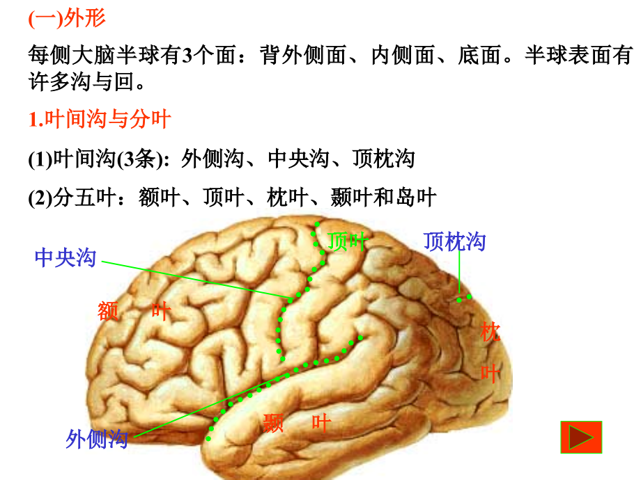 中枢神经-端脑.ppt_第2页