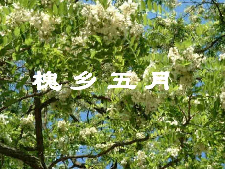 槐乡五月.ppt_第1页
