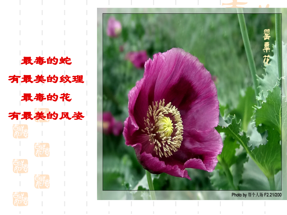 珍爱生命和远离毒品.ppt_第1页