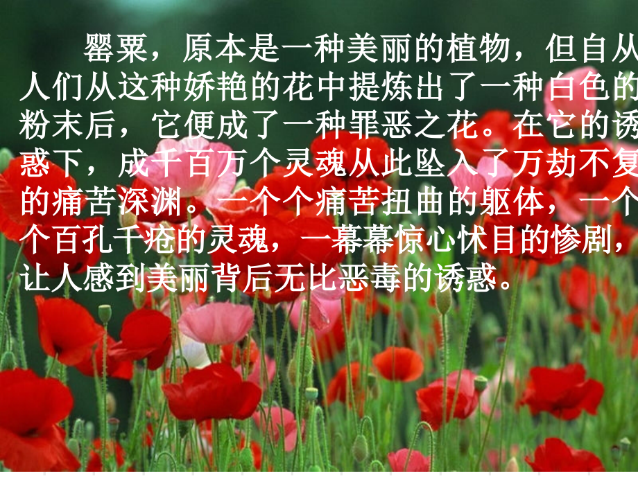 珍爱生命和远离毒品.ppt_第2页