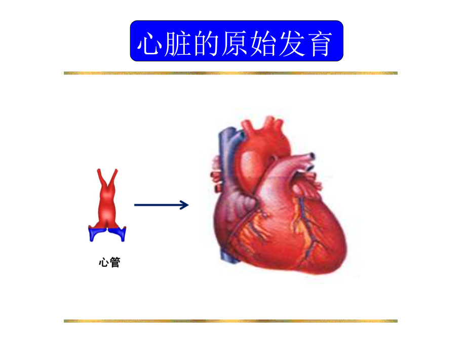 胎儿心脏锥干畸形-有动画.ppt_第2页