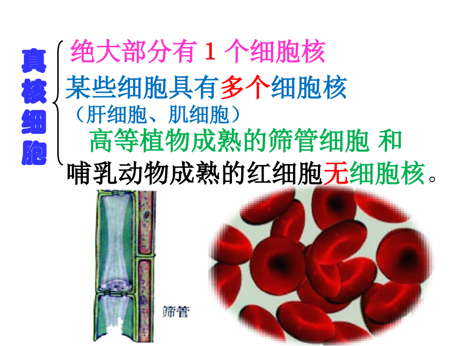 必修1-第3章-第3节-细胞核.pptx_第2页