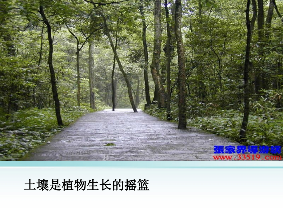 浙江省诸暨市暨阳初中八年级生物《植物与土壤》课件.ppt_第2页