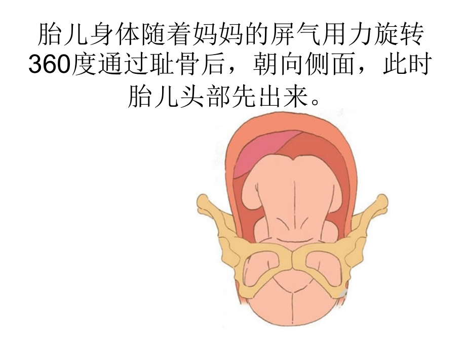 分娩图解.ppt_第2页