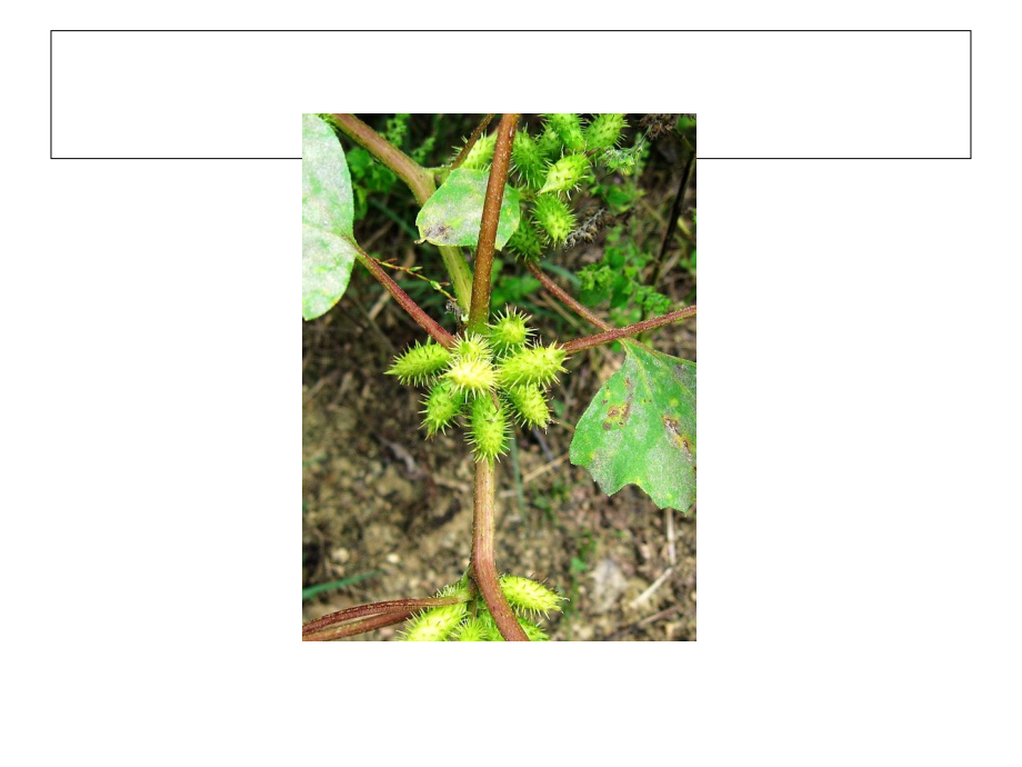 植物传播种子.ppt_第2页