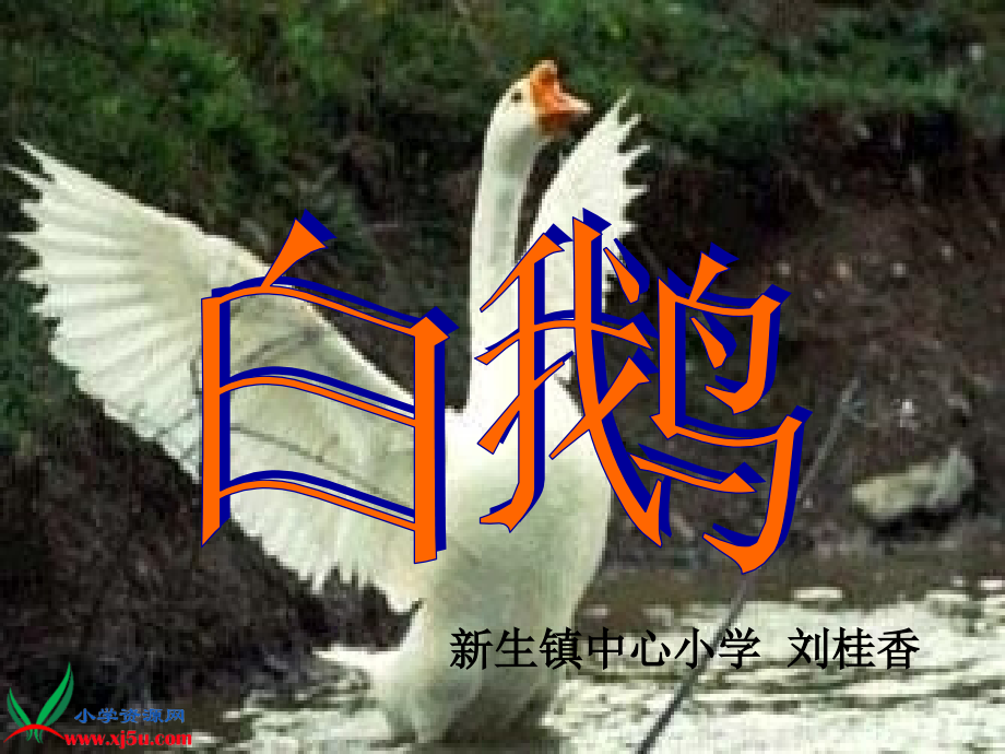 白鹅微课课件.ppt_第1页
