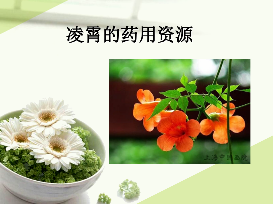 凌霄的药用资源...ppt_第1页