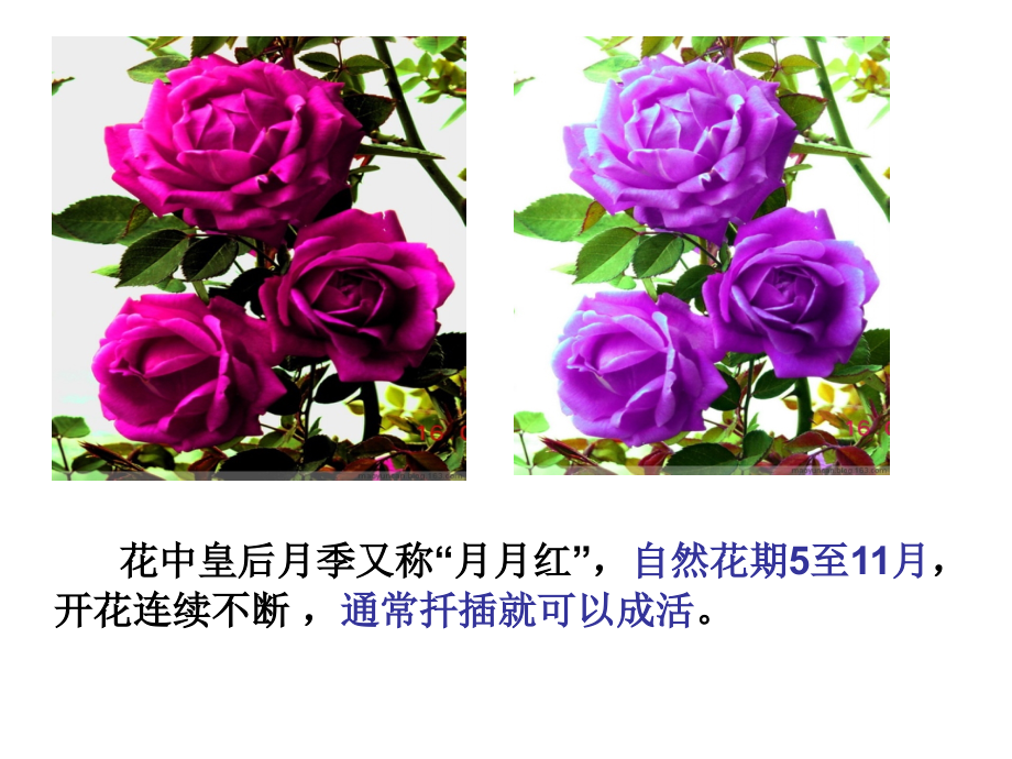 月季的花药培养详解.ppt_第2页