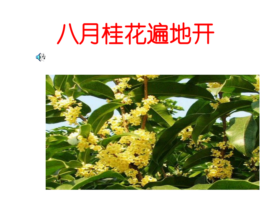 苏教小学音乐三上《4八月桂花遍地开》.ppt_第1页