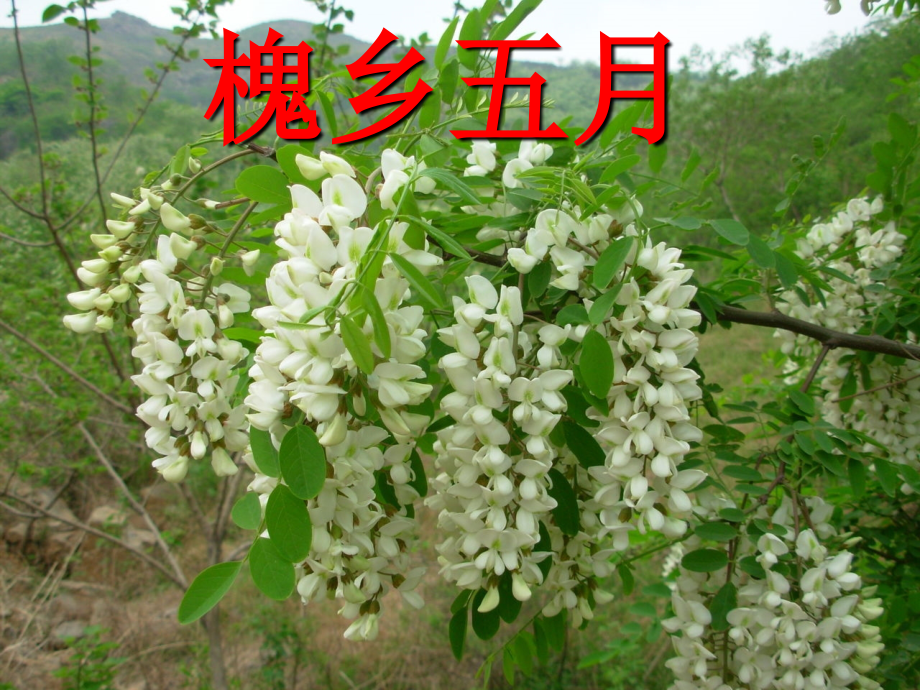 槐乡五月课件.ppt_第1页