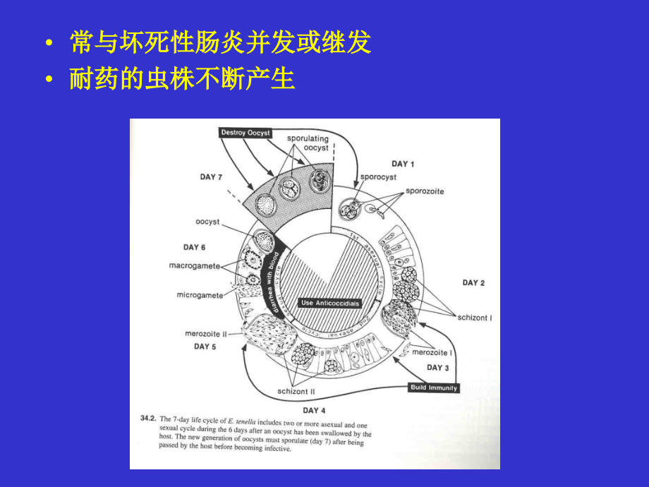 抗球虫药在家禽饲料中的合理应用.ppt_第2页
