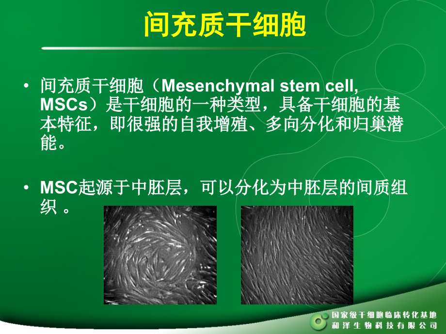 MSC干细胞.ppt_第2页