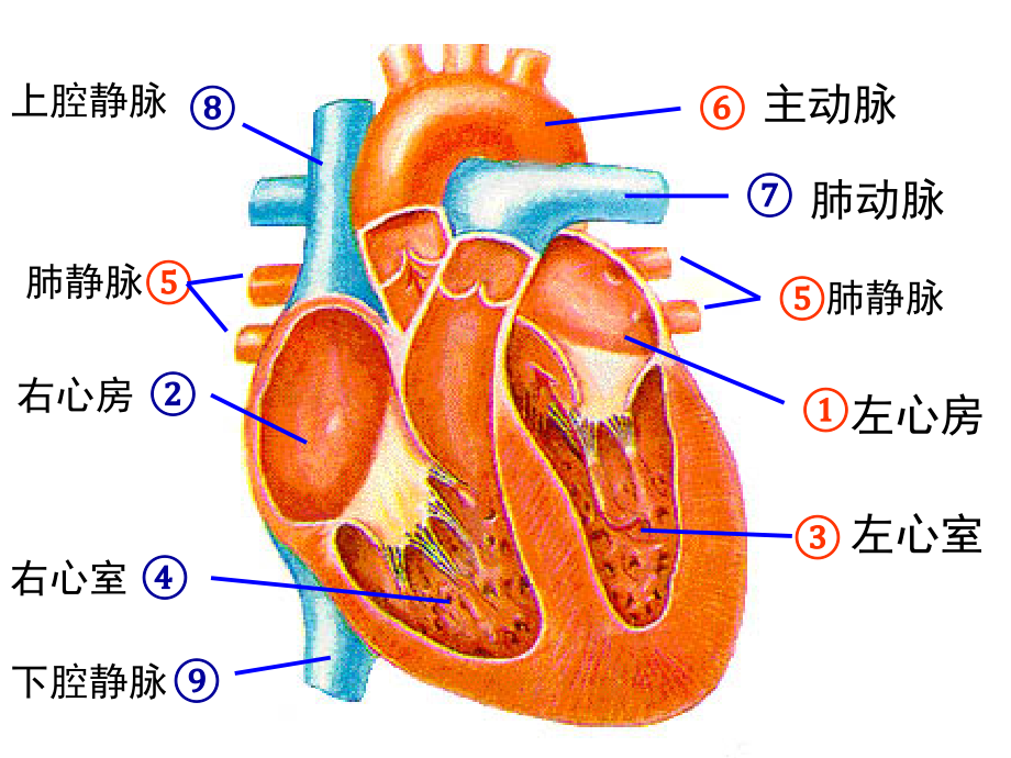 血压和脉搏.pptx_第2页