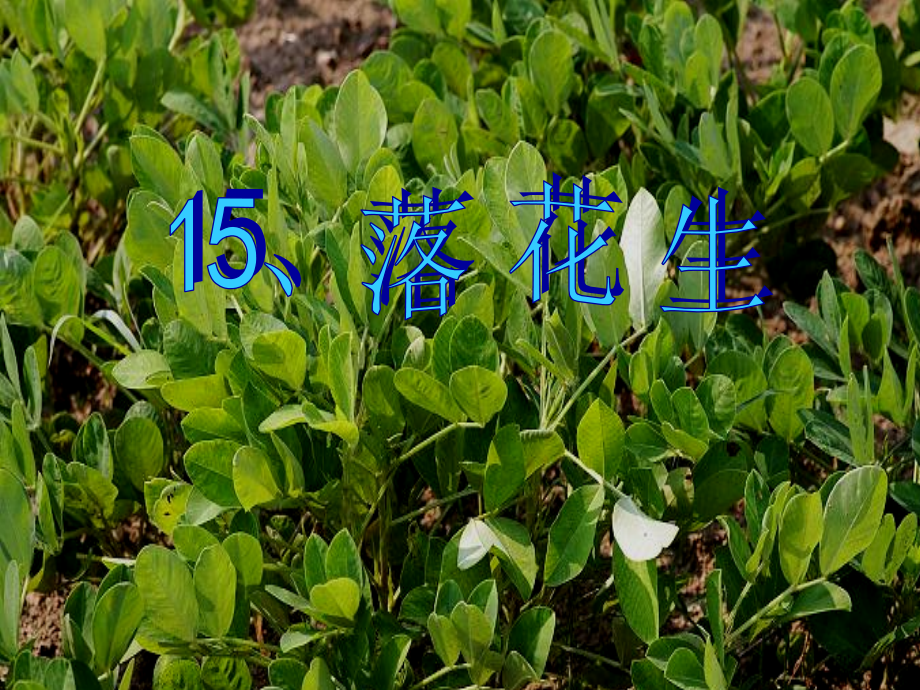 落花生ppt课件.ppt_第1页