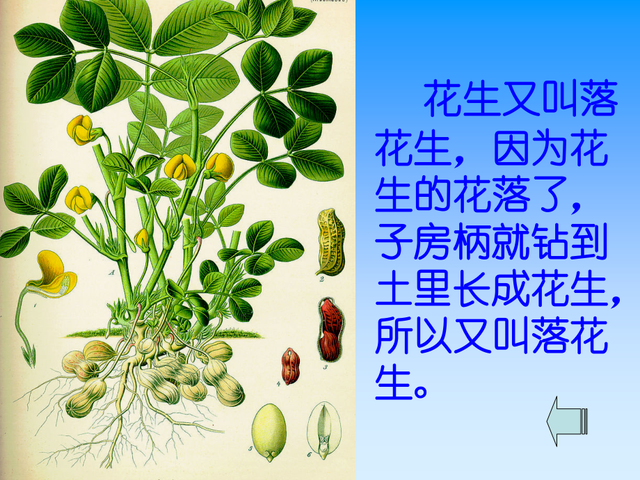 落花生ppt课件.ppt_第2页