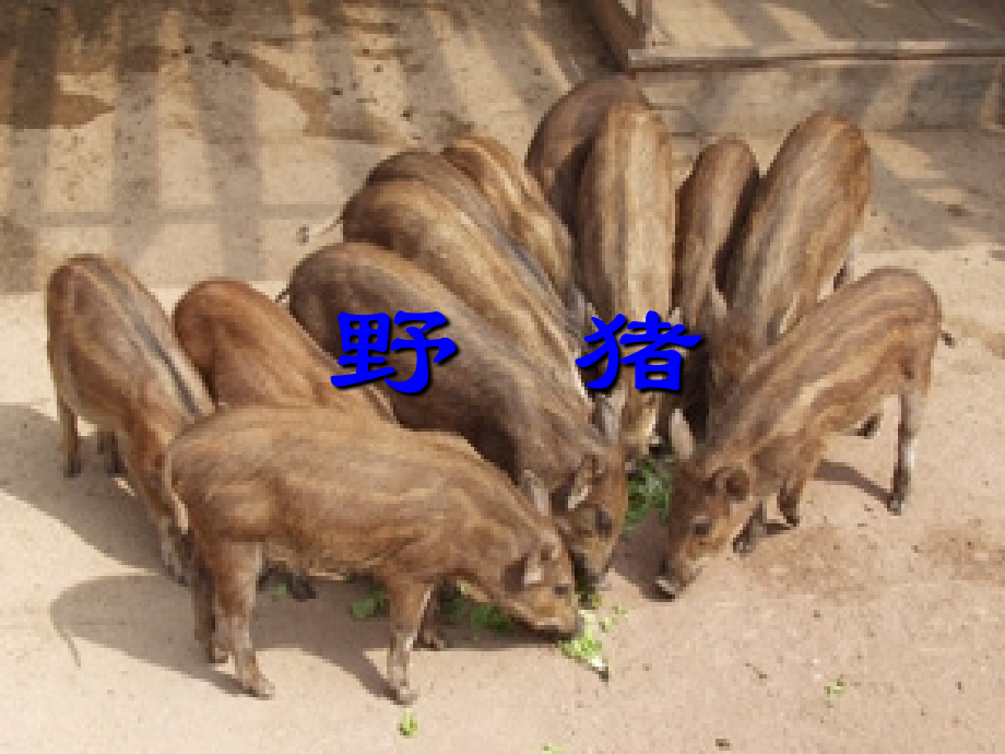 野猪的简介.ppt_第1页
