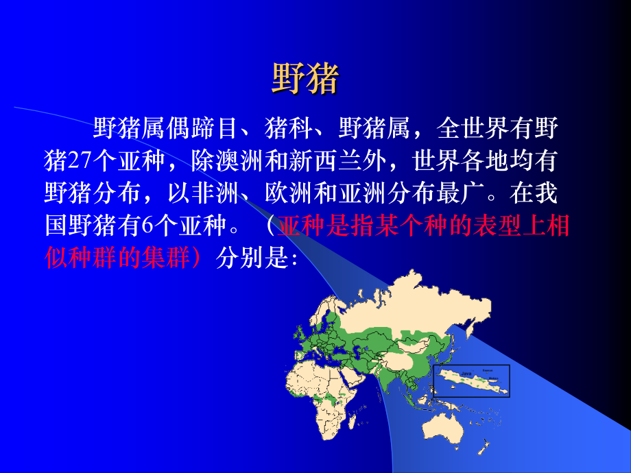 野猪的简介.ppt_第2页