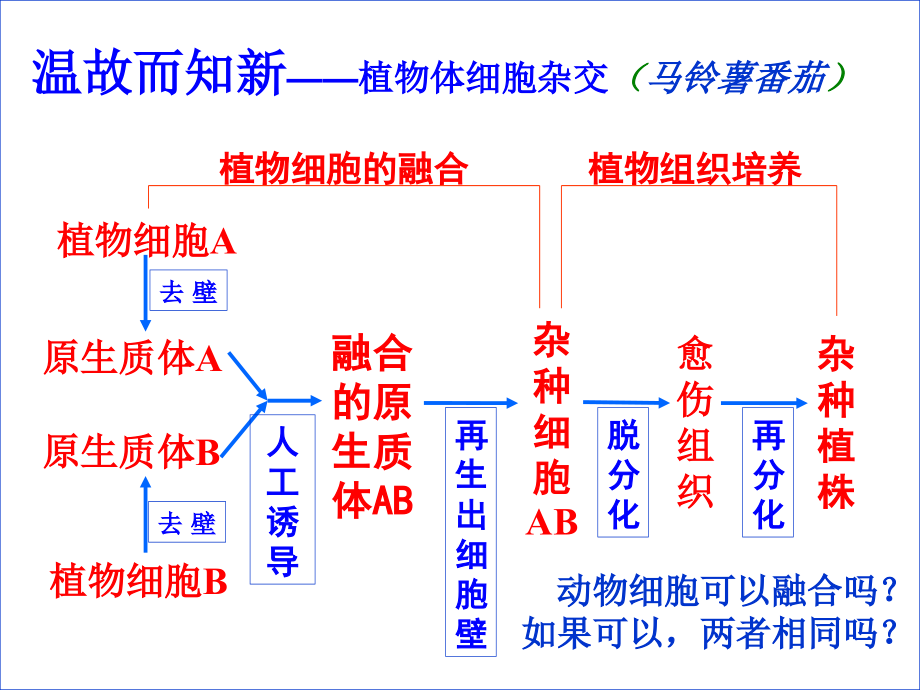 植物组织培养和动物细胞培养的比较...ppt_第2页